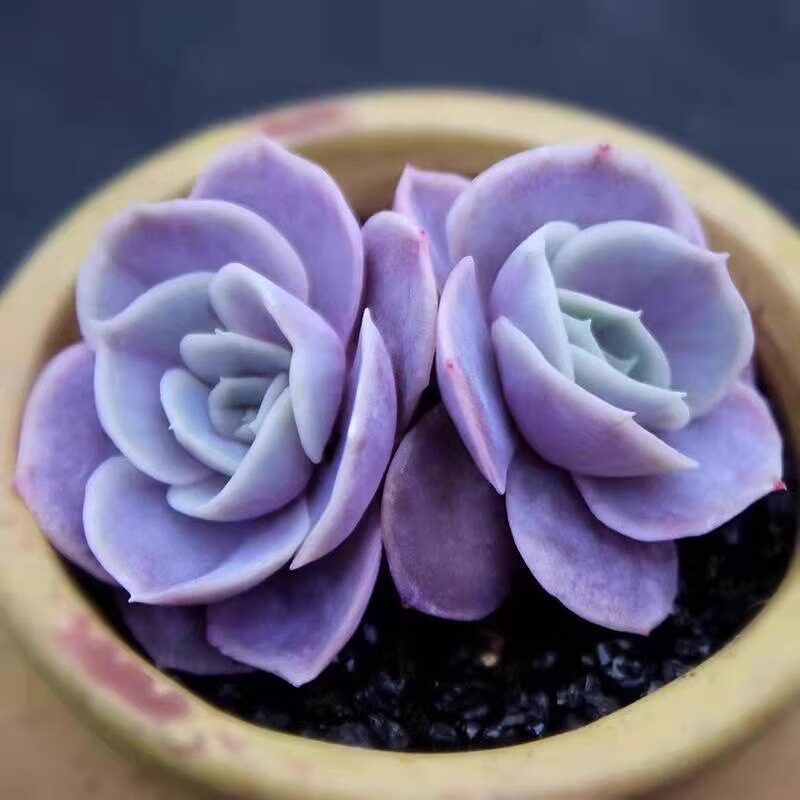 蓝色惊喜群生多头多肉植物新手组合套装办公桌面小盆栽肉肉花卉