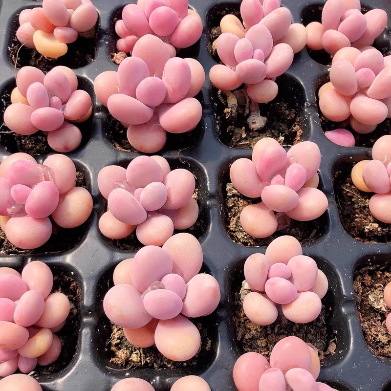 丸叶桃蛋糖果桃蛋 桃腰子 腰子蛋桃之卵多肉植物 超萌桃蛋办公室
