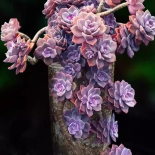 紫乐大老桩多肉植物肉肉大颗好养多头群生露养爆芽悬崖桩阳台 包邮