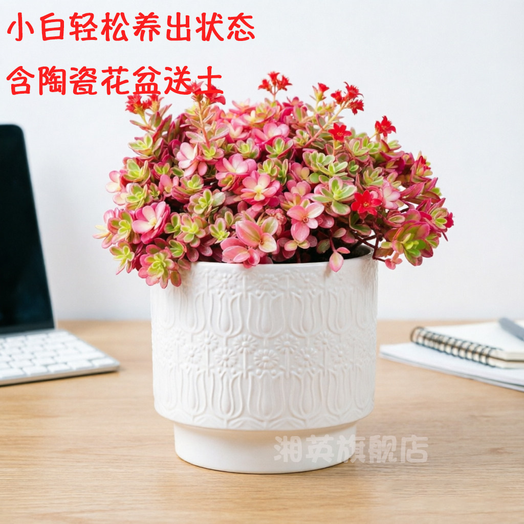 太阳花锦群生多头开花肉肉多肉植物室内桌面盆栽新手好养栽好
