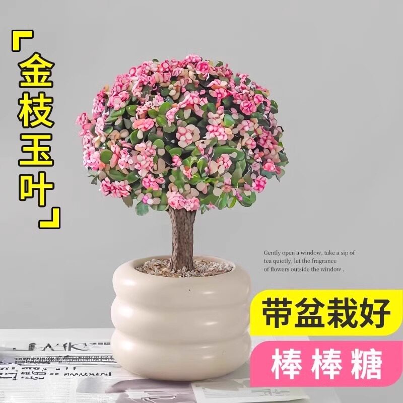 金枝玉叶盆栽老桩盆景造型多肉植物罕见品种大株肉肉花卉室内盆栽图片