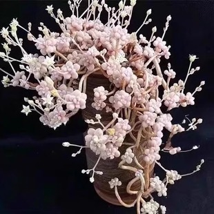 爆盆丸叶姬秋丽多头老桩多肉植物组合盆栽绿植花卉