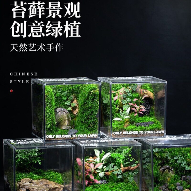 桌面苔藓微景观雨林缸成品盆栽