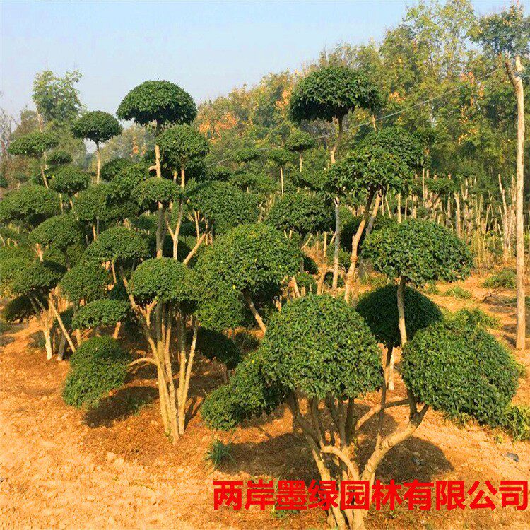 小叶女贞造型树球形苗庭院别墅绿化篱笆围墙植物观叶四季常青苗木