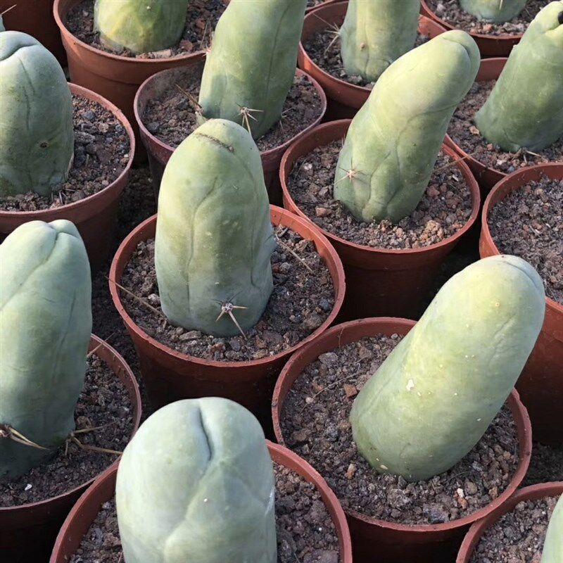 成程柱多肉植物一物一拍邪恶稀有仙人球仙人柱仙人掌