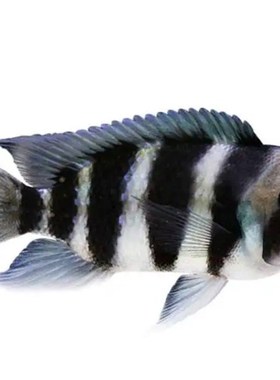 大型三湖慈鲷鱼观赏鱼成鱼六间大尺寸马鲷鱼火鸟埃及艳后蓝马面