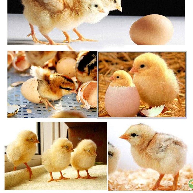 宠物鸡可孵化网红鸡受精种蛋新鲜迷你阳台鸡蛋德系纯白礼服受精卵,宠物/宠物食品及用品,宠物鸡,淘宝优惠券,粉丝福利购,淘宝优惠卷