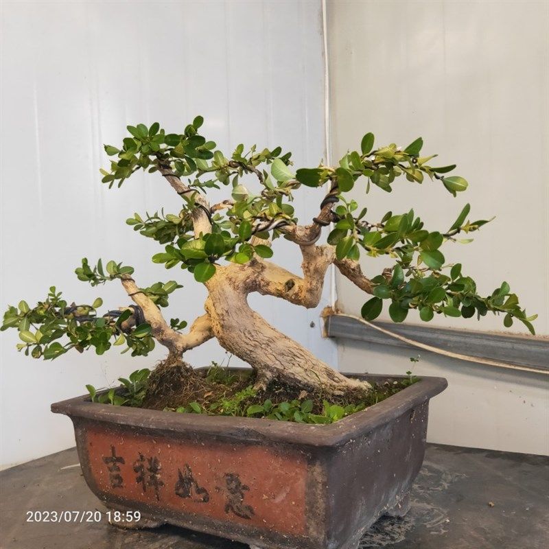 瓜子黄杨盆景老桩童子功老盆口邻水式过桥式四季常青阳台庭院茶几