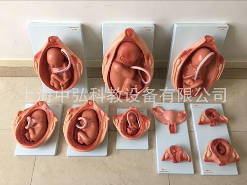 高级胎儿妊娠发育过程模型 妊娠胚胎发育过程模型