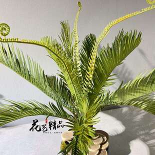 仿真苏铁树霸王蕨波斯草软胶插花素材陈列花艺美陈单只/束橱窗田