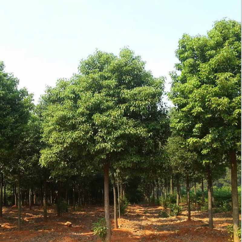 批发骨架香樟树精品苗木园林工程造型绿化常绿乔木苗圃基地直销