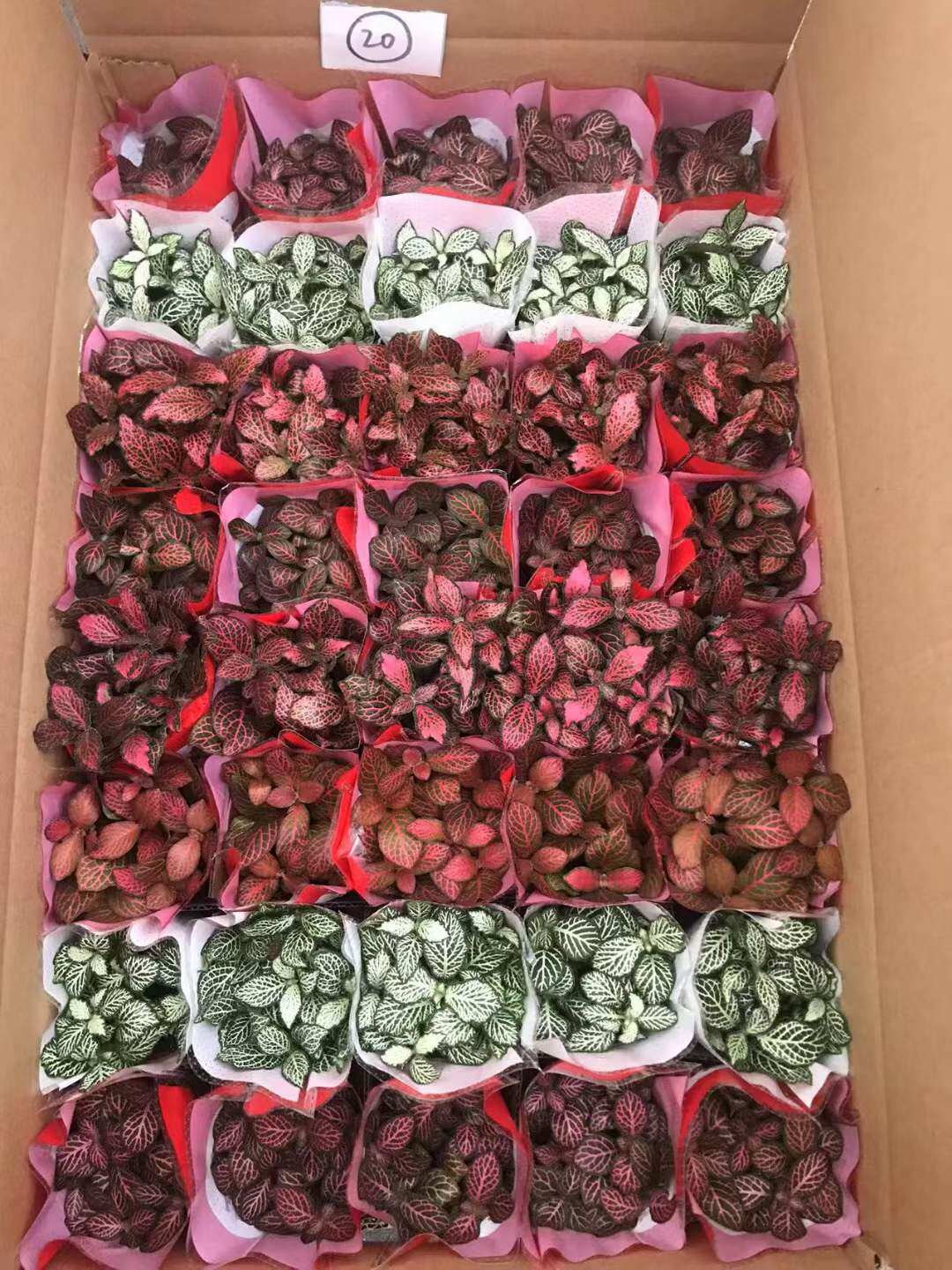 【基地直供】苔藓微景观绿植盆栽植物 网红组盆植物 小混装网纹草
