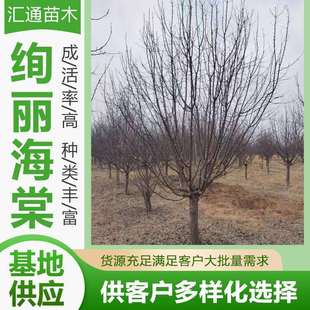 10-14绚丽海棠风景海棠树家院庭荫海棠树海棠园林绿化树现货