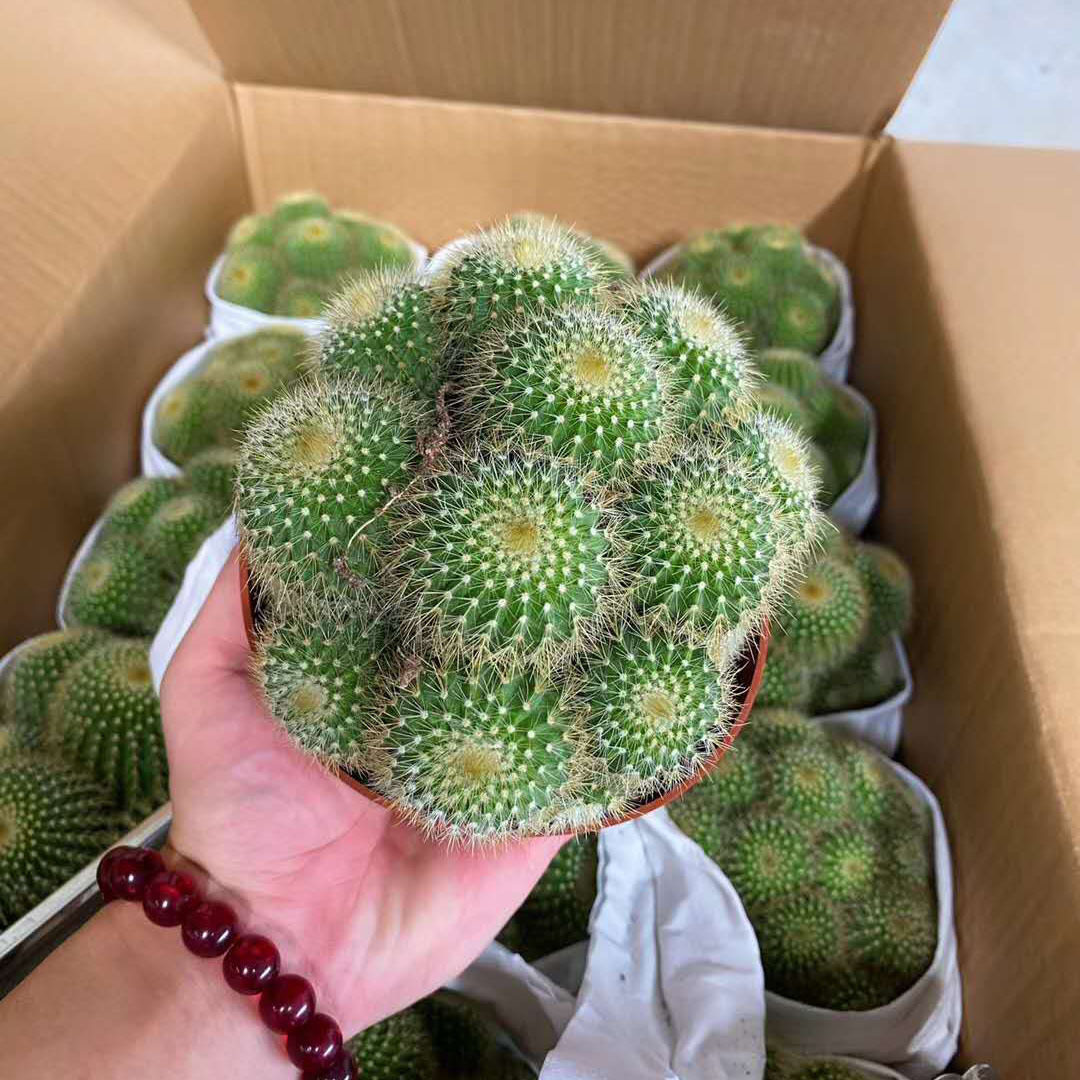 【基地直供】盆栽花卉 多肉植物仙人球盆栽 居家花卉 多头金冠
