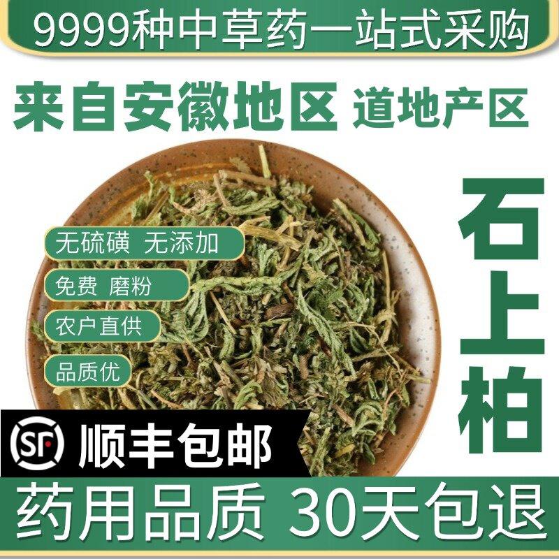 材特级野生石上柏50g新货深绿卷柏地侧柏梭罗草金龙草