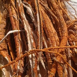 野生桑白皮正宗老桑树根皮天然晒干桑白皮桑树皮