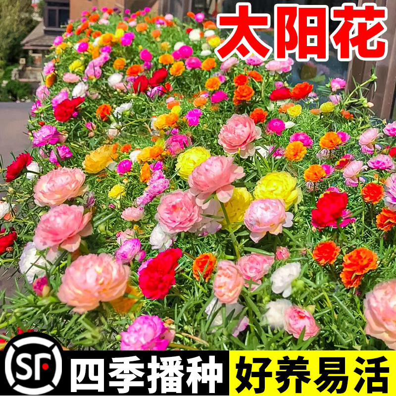 重瓣太阳花种孑花种籽子室内室外观花卉植物花籽四季播种开花易活