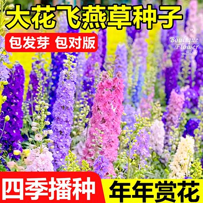 大花飞燕草种子多年生宿根花卉