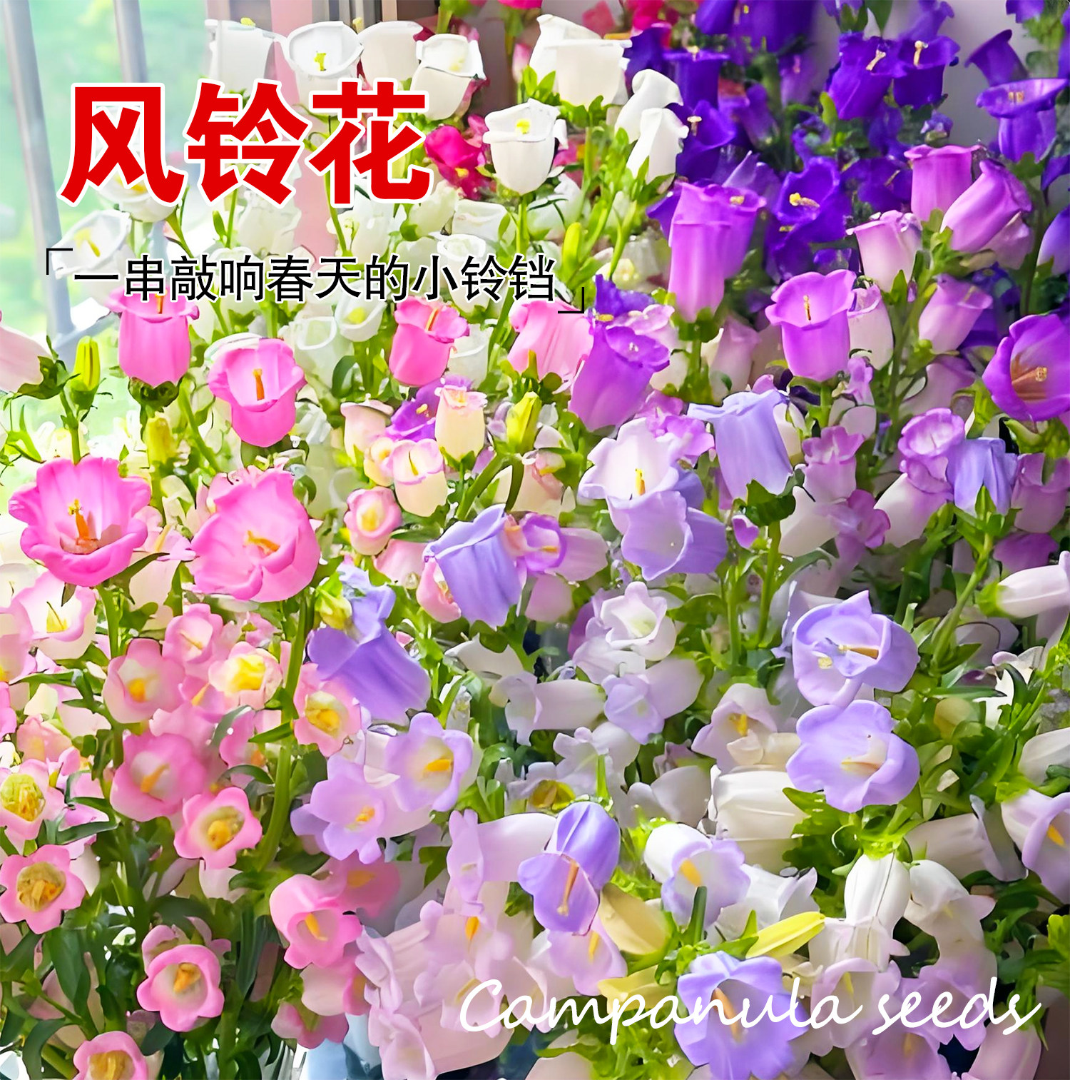 风铃草花种子四季播种开花花籽盆栽花卉室内外阳台庭院花种籽子孑