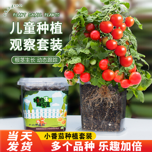 儿童种植小盆栽番茄种子套装向日葵凤仙花种籽学生实验植物花种子