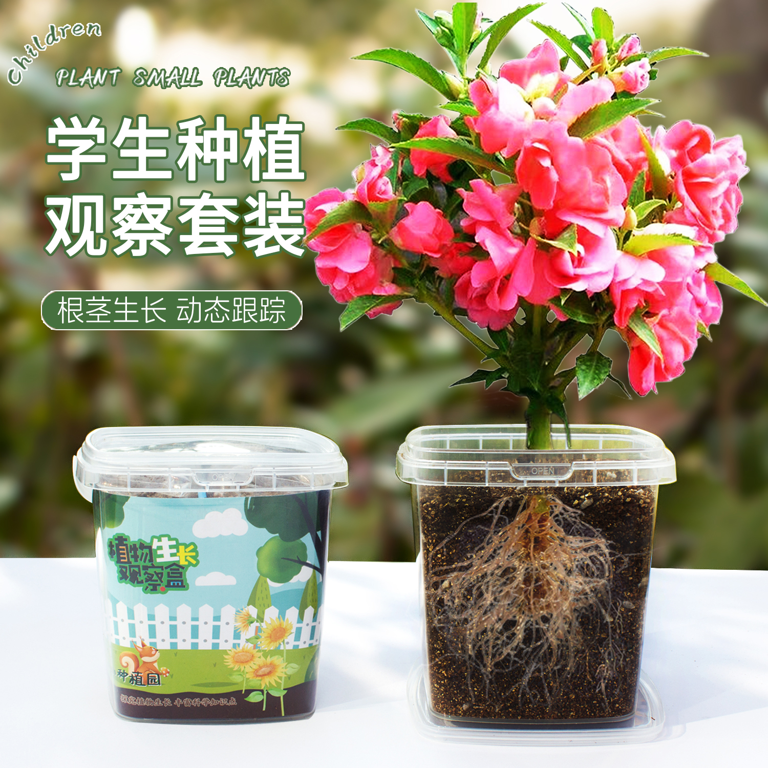 凤仙花种子四年级小学生实验种植