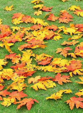 单片枫叶秋天落叶仿真叶子假树叶单个叶片黄色叶子婚庆橱窗装饰叶