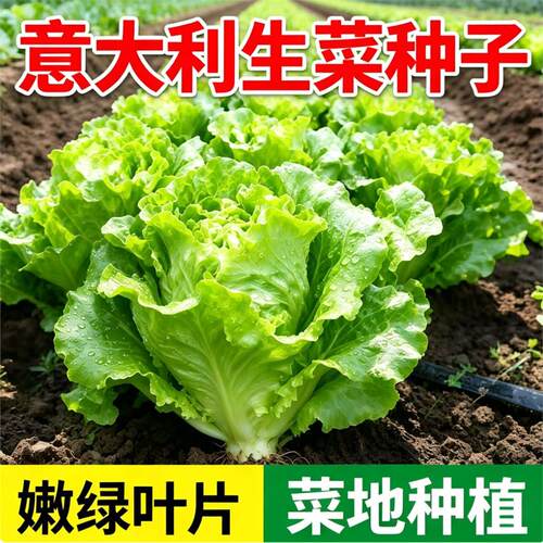 意大利生菜奶油玻璃种子