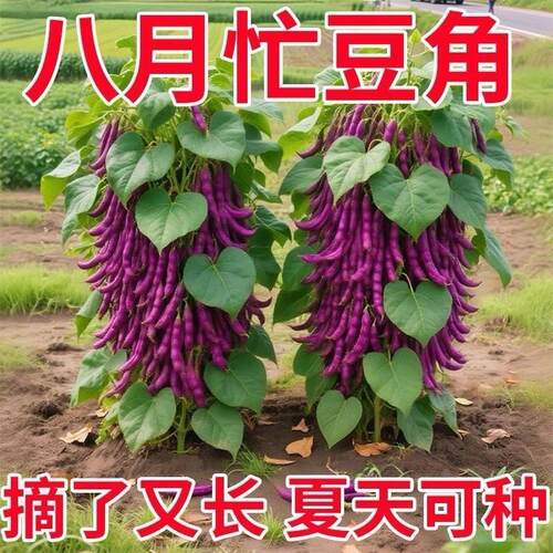 八月忙豆角种子耐寒耐热