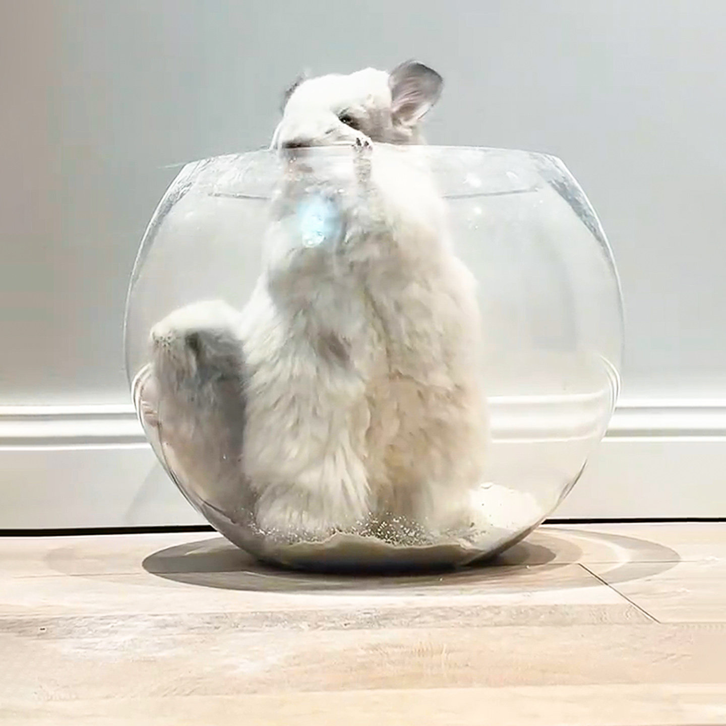 龙猫浴室小宠洗澡防飞溅浴沙房洗澡盆大号浴砂盆仓鼠荷兰猪专用