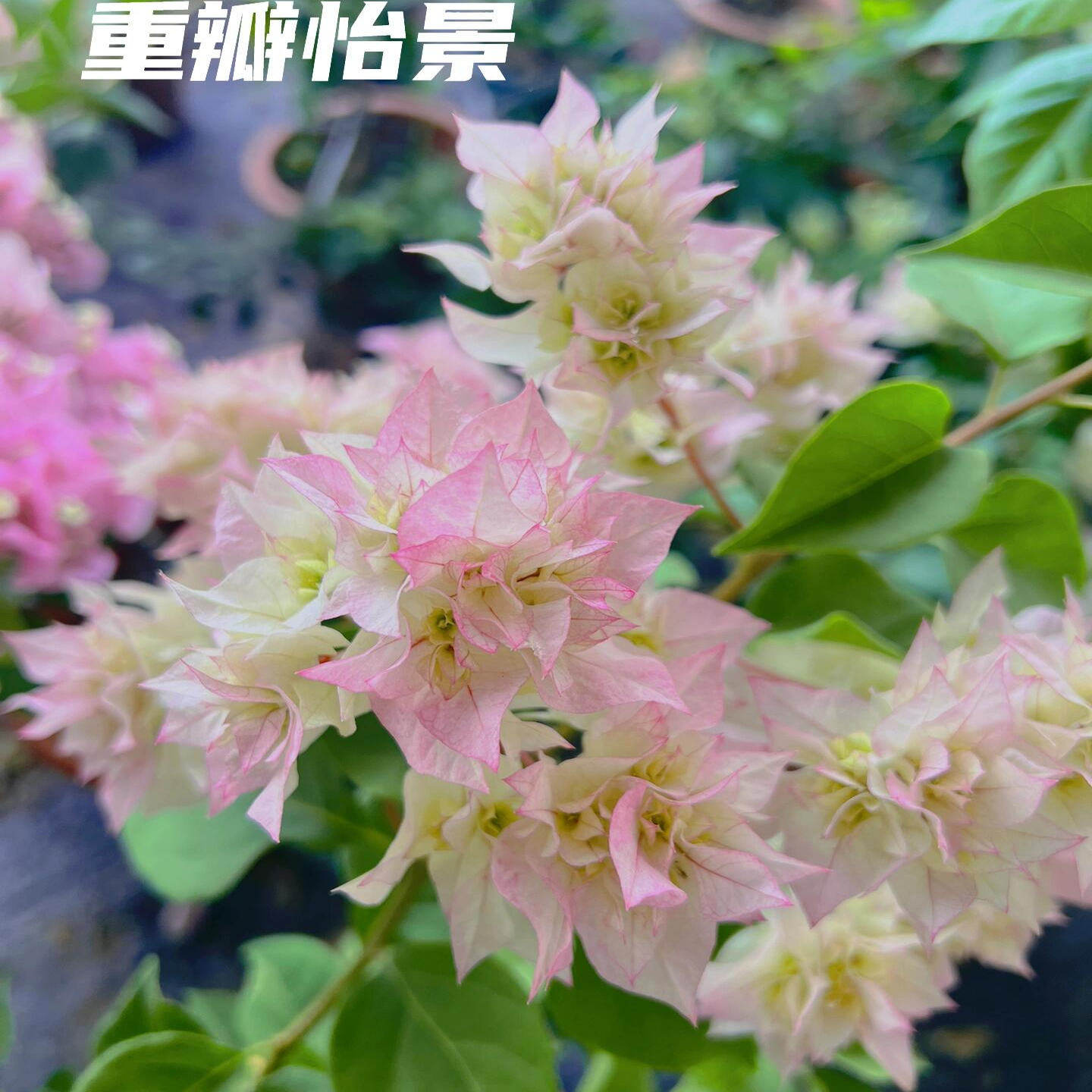 百花园三角梅【重瓣怡景】原生扦插正版袋苗四季开花飘枝爬藤好养