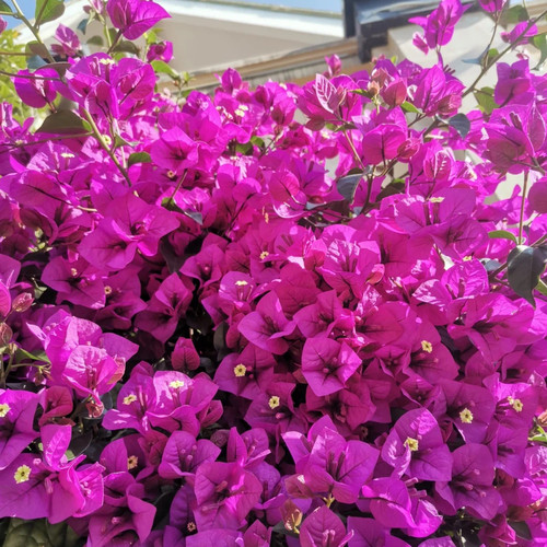 百花园三角梅【云南紫】原生扦插袋苗 四季开花 飘枝爬藤好养