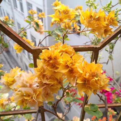 百花园三角梅【重瓣黄金】原生扦插正版袋苗四季开花飘枝爬藤好养