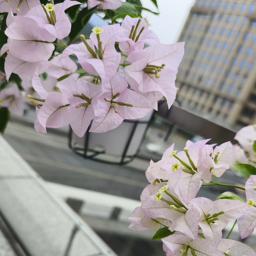 百花园 【绿叶丽娜】三角梅原生扦插袋苗四季勤花飘枝爬藤好养