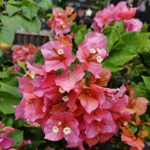 袋苗四季 原生扦插正版 开花飘枝爬藤好养 变色龙 百花园三角梅