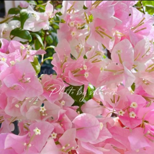 百花园 【广红樱】三角梅原生扦插正版袋苗四季勤花飘枝爬藤好养