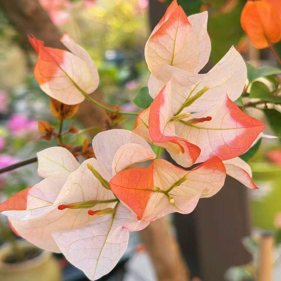 百花园 【橙口红】三角梅原生扦插正版袋苗四季勤花飘枝爬藤好养