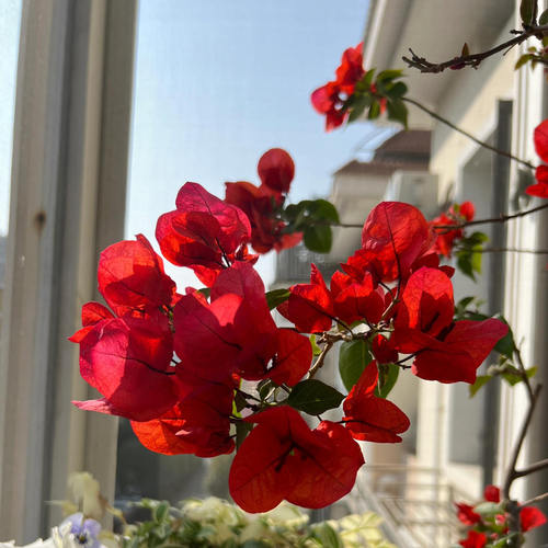 百花园三角梅【中国红】原生扦插正版袋苗 四季开花 爬藤好养活