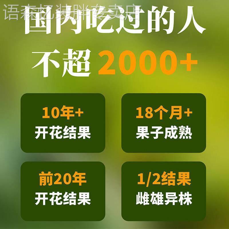 中云巴松原味熟食拇指大巴拉那松子开口王坚果零食云南特产送礼