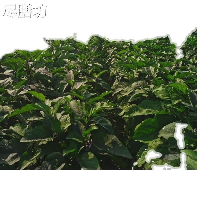 东北迷你小紫茄子水果茄子家乡老味道生吃蘸酱做蒜茄
