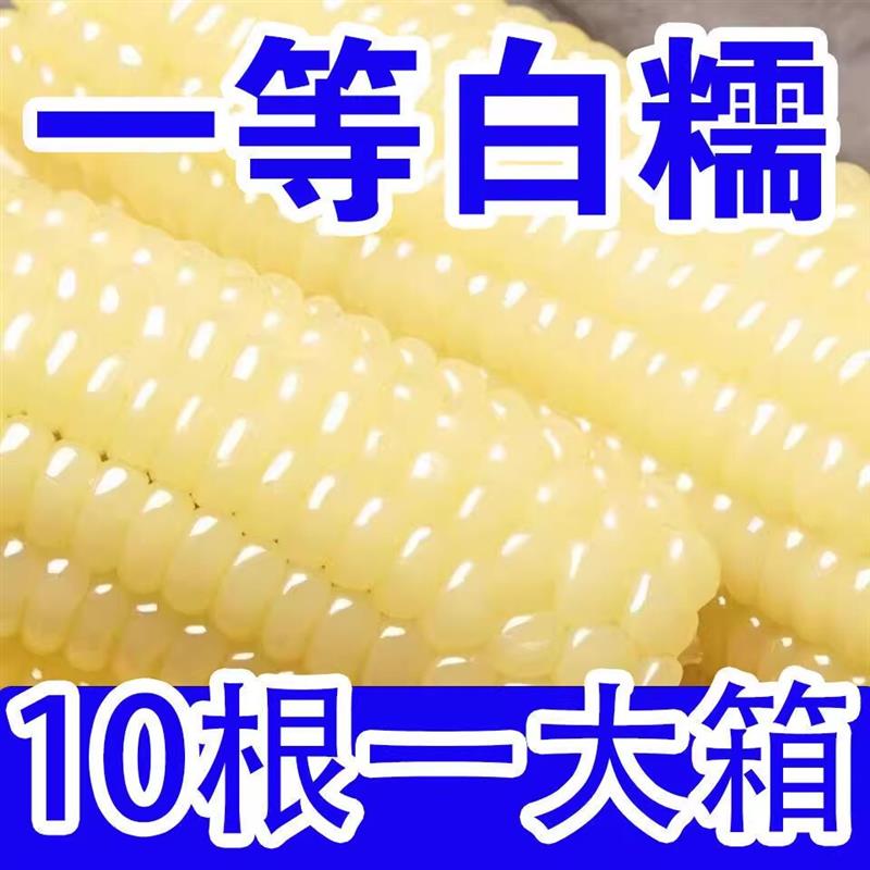10根东北特产白糯玉米粘苞