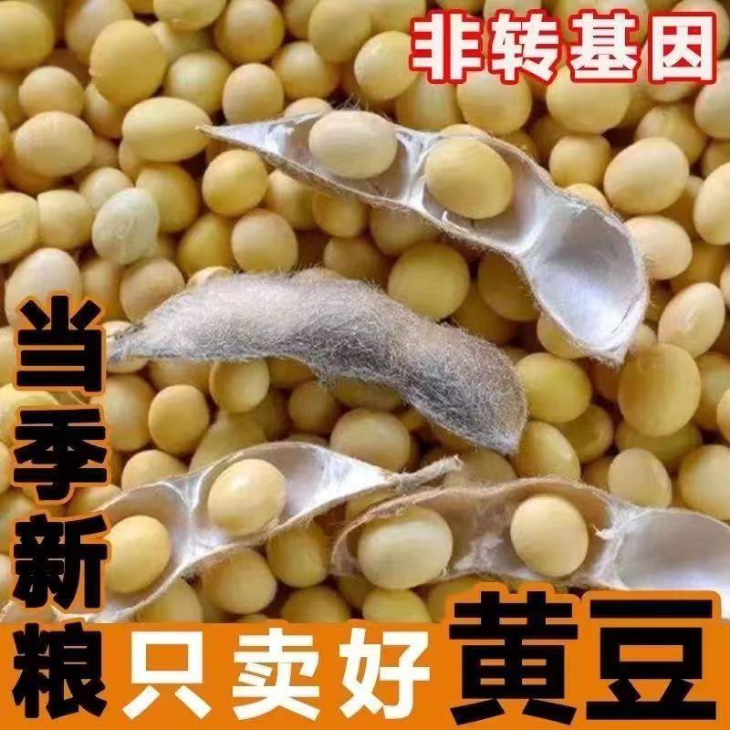 非转基因东北黄豆 非转基因大豆生豆芽打豆浆多规格选择