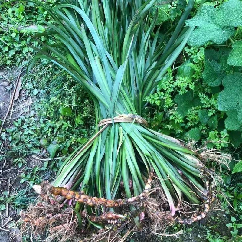 五香草贵州特产现挖新鲜山赖三奈调味火锅香料随手香茴香菖蒲包邮