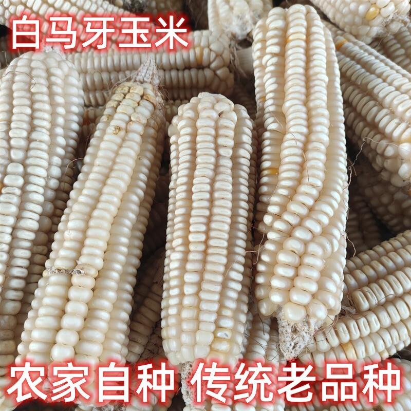 大白马牙玉米传统老品种可