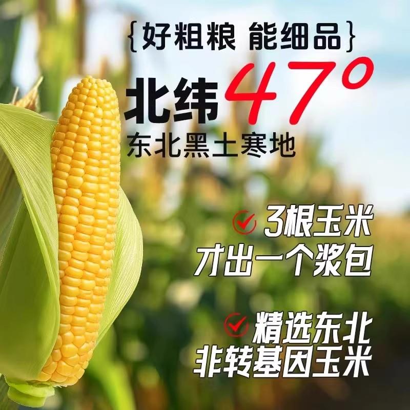 东北糯玉米浆包苞谷饼新鲜粘玉米酱香甜玉米饼粑粑特产烙粗粮早餐