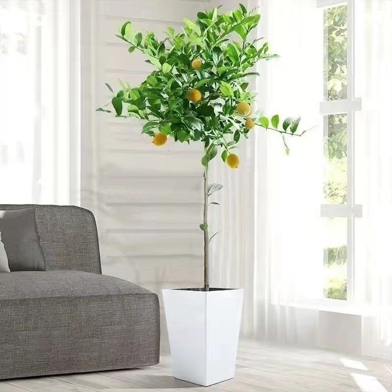 优选一拍精品香水柠檬树带花或果子绿植盆栽P室内外客厅阳台老.