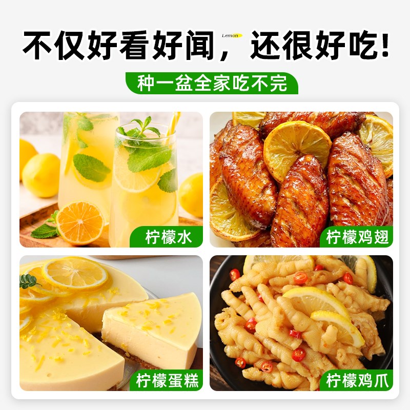 优选香水柠檬盆栽树可食用阳台水果树苗四季结果T好养活花卉绿.