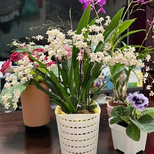 文心兰带花苞带盆栽好梦香兰盆栽迷你兰花室内窗台开花植物真花