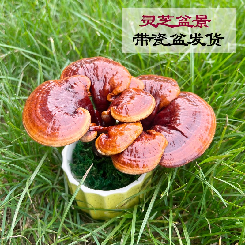 优选盆景盆栽陶瓷花盆整株真H赤灵芝装饰摆件灵芝.