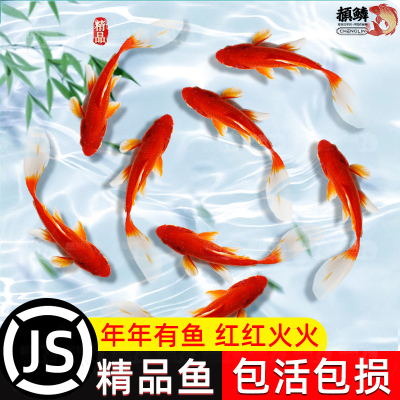罕见小鱼耐活好养冷水鱼易活观赏鱼红草金鱼好养耐活长尾大红草锦