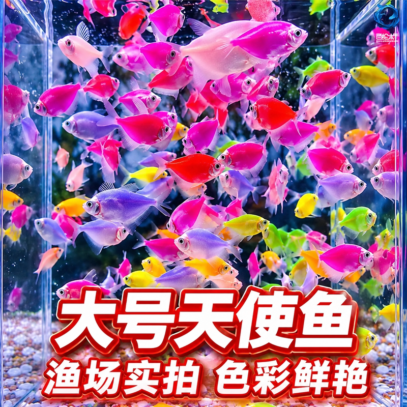 天使鱼观赏鱼活鱼大号群游活体斑马孔雀热带鱼小型鱼淡水好养耐活图片